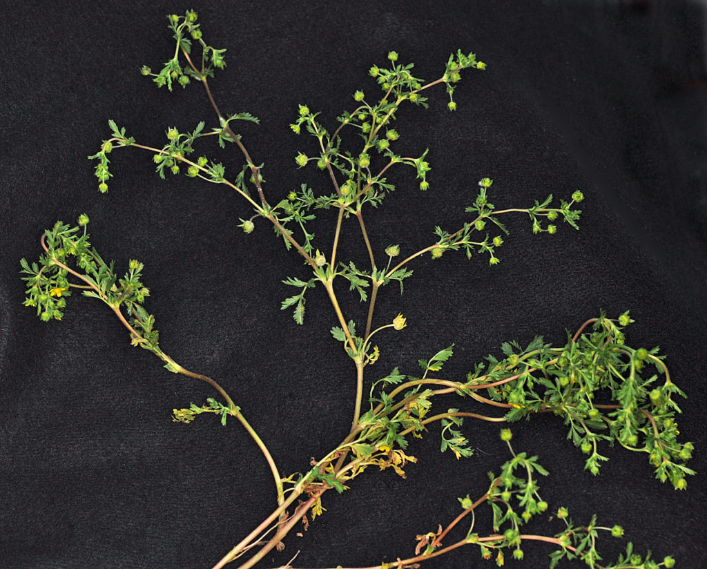 Flora of Eastern Washington Image: Potentilla supina 15
