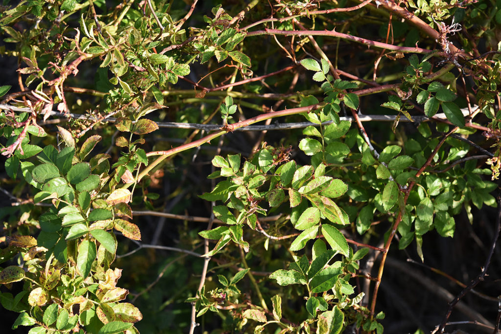 Flora of Eastern Washington Image: Rosa multiflora 2