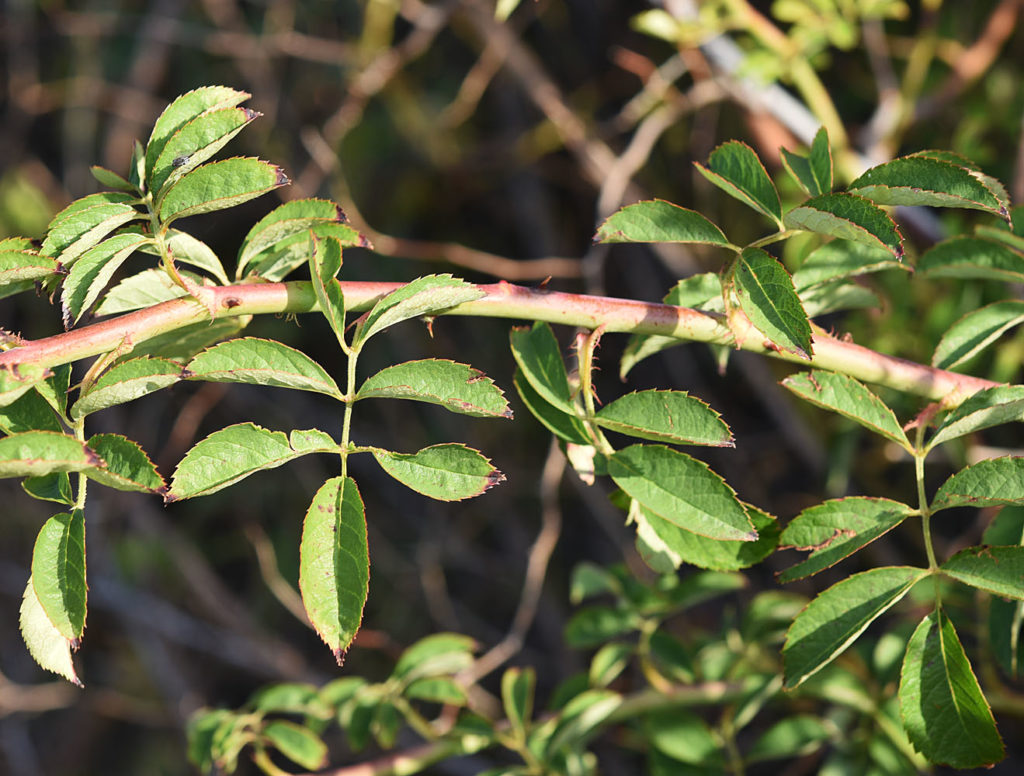 Flora of Eastern Washington Image: Rosa multiflora 4