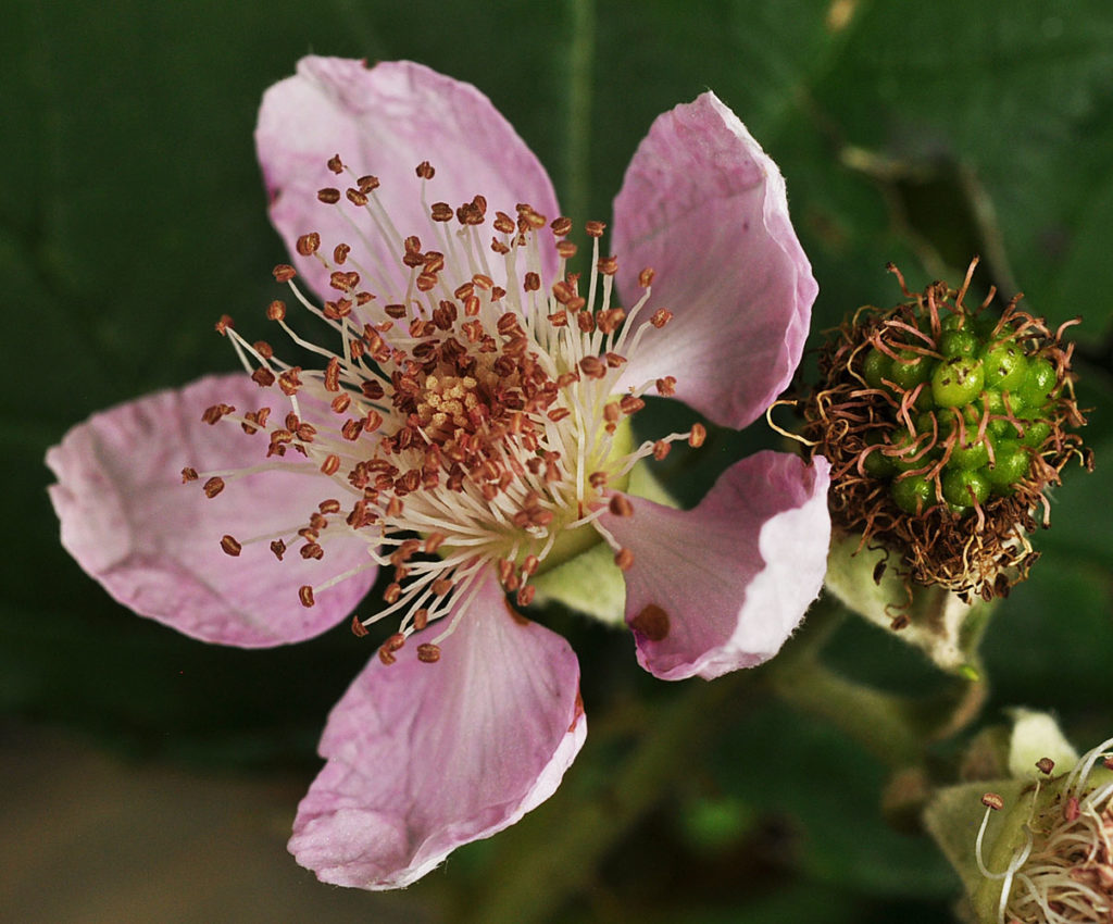 Flora of Eastern Washington Image: Rubus bifrons 10