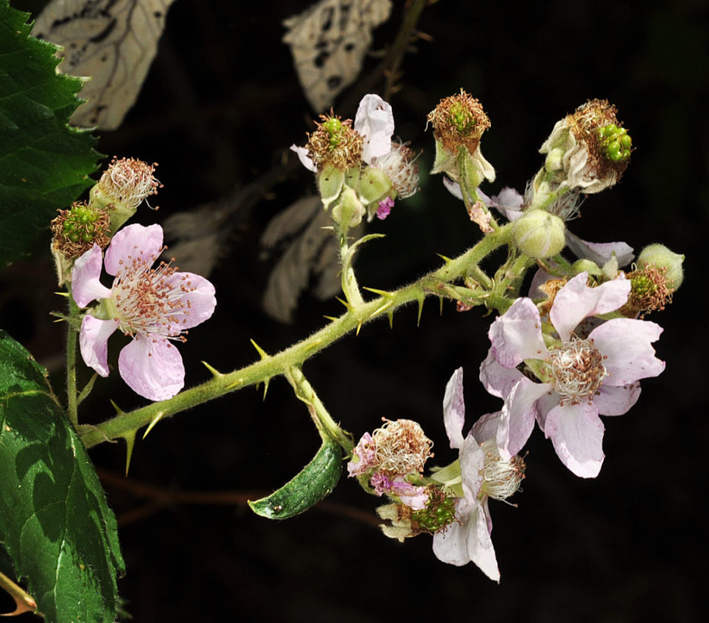 Flora of Eastern Washington Image: Rubus bifrons 7