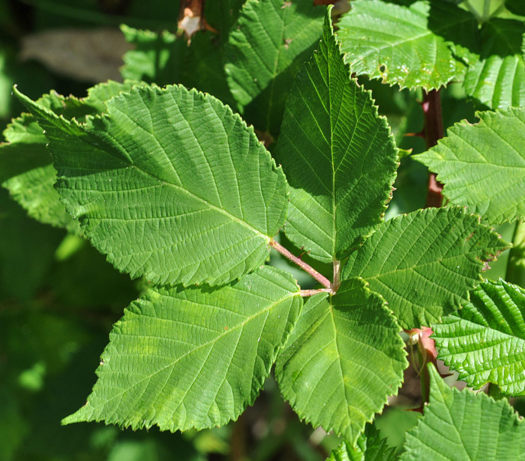 Flora of Eastern Washington Image: Rubus bifrons 4