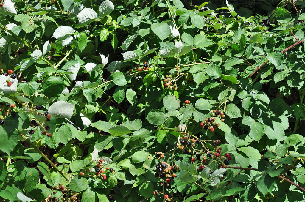 Flora of Eastern Washington Image: Rubus bifrons