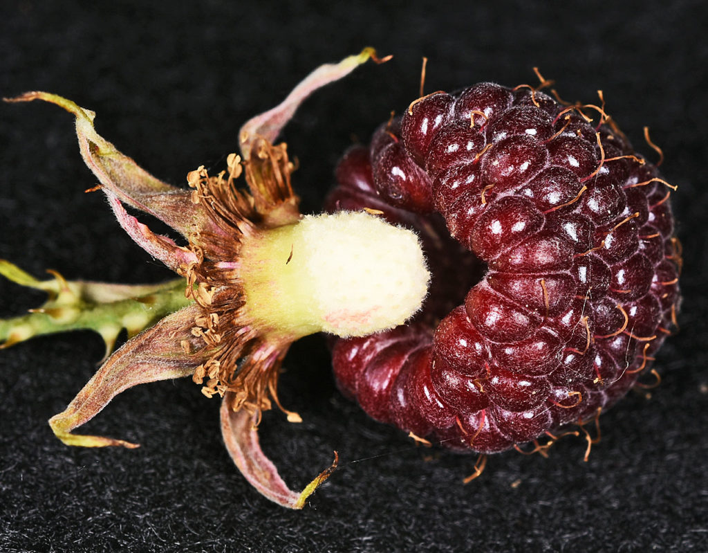 Flora of Eastern Washington Image: Rubus leucodermis 16