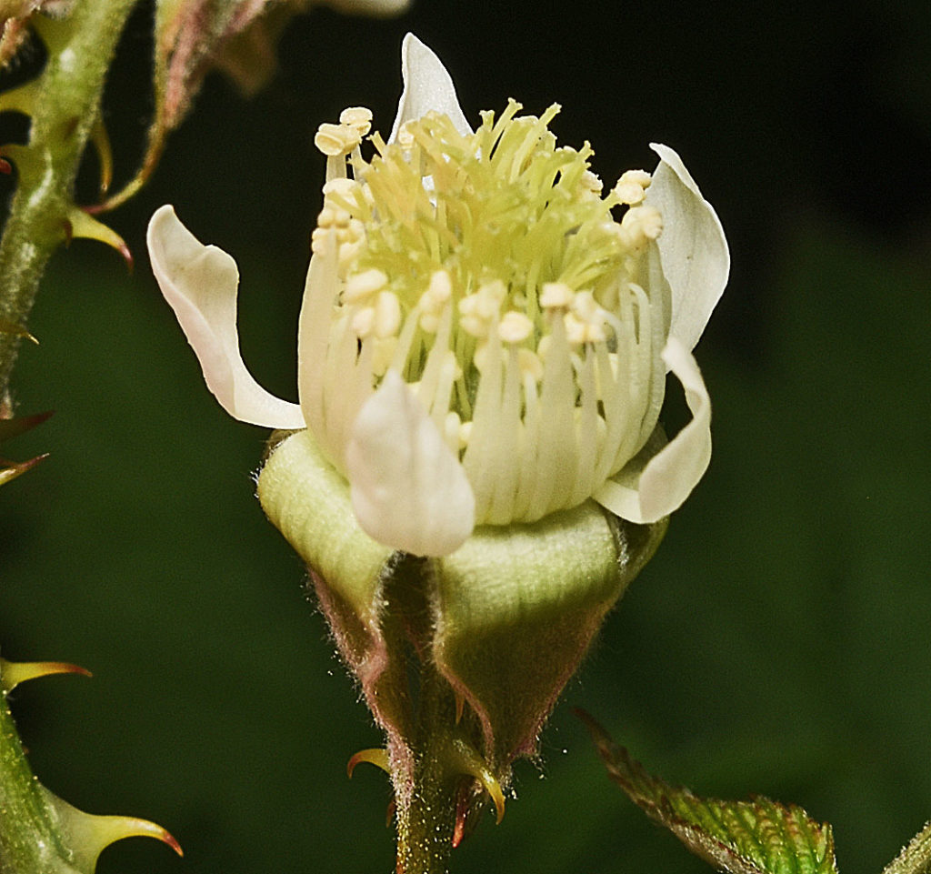 Flora of Eastern Washington Image: Rubus leucodermis 9