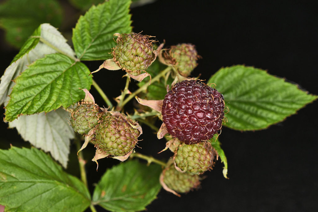 Flora of Eastern Washington Image: Rubus leucodermis 12