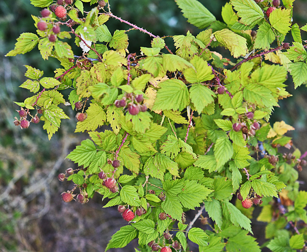 Flora of Eastern Washington Image: Rubus leucodermis 7