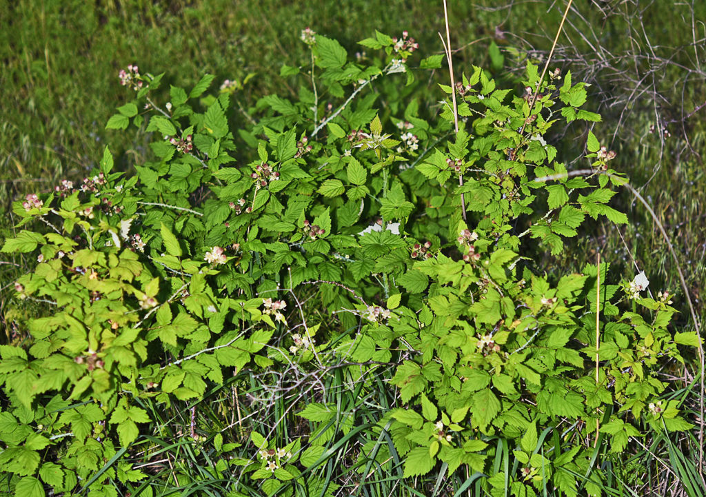 Flora of Eastern Washington Image: Rubus leucodermis