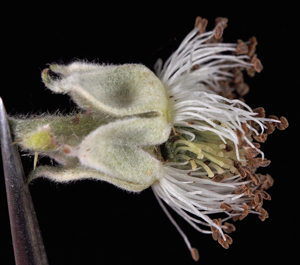 Flora of Eastern Washington Image: Rubus bifrons 22