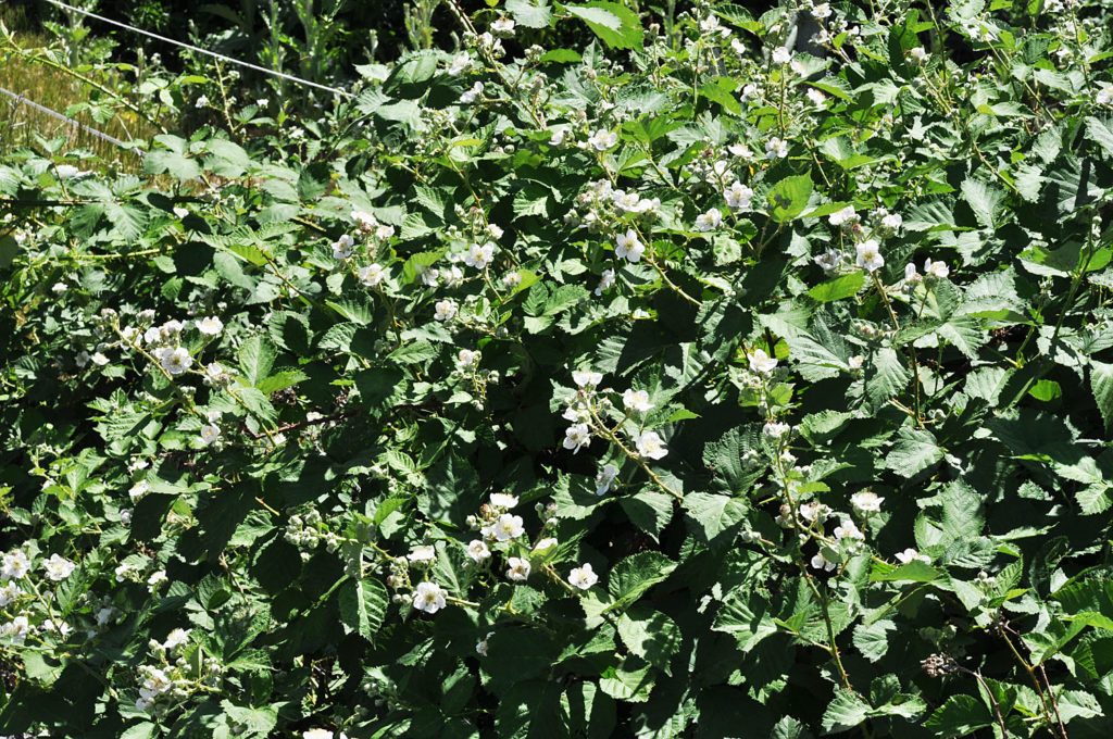 Flora of Eastern Washington Image: Rubus bifrons 13
