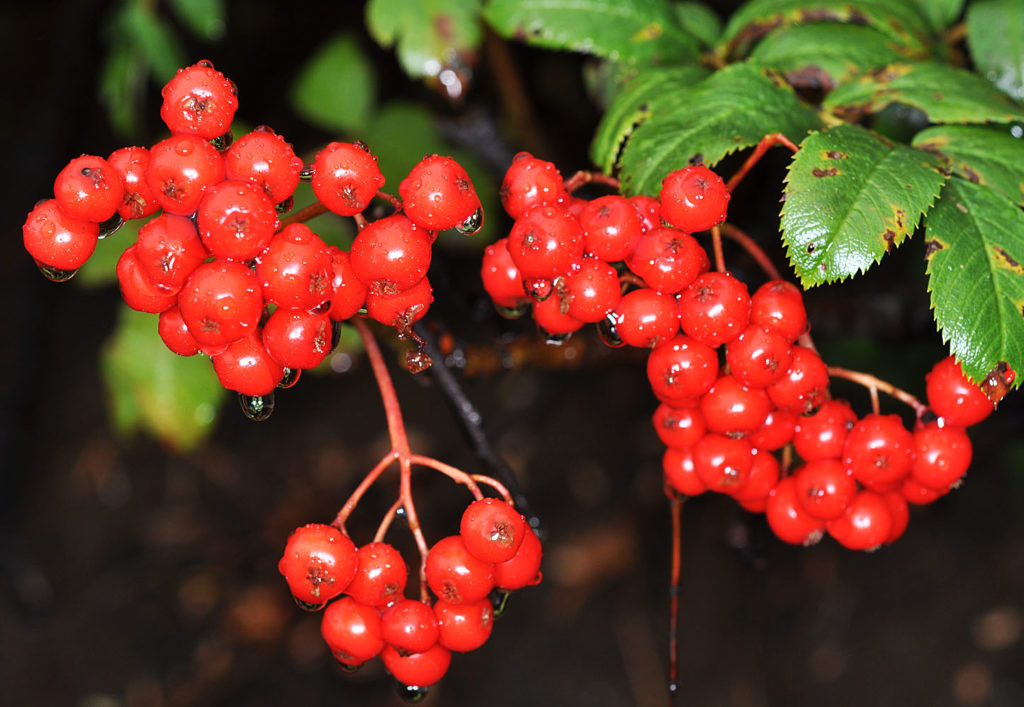Flora of Eastern Washington Image: Sorbus scopulina 11