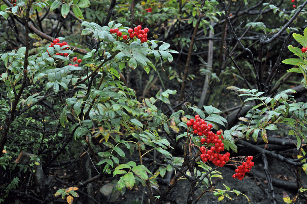 Flora of Eastern Washington Image: Sorbus scopulina 7