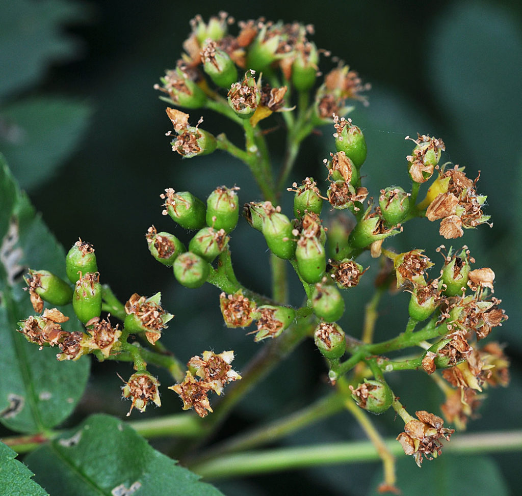Flora of Eastern Washington Image: Sorbus scopulina 6