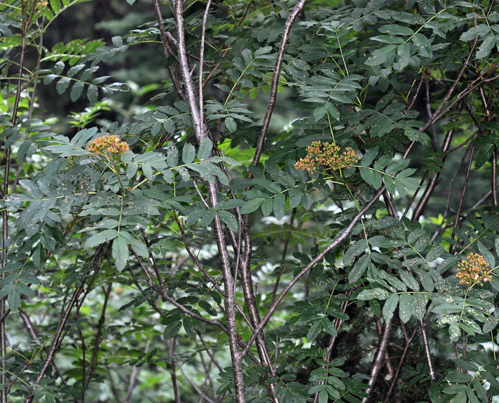 Flora of Eastern Washington Image: Sorbus scopulina 5