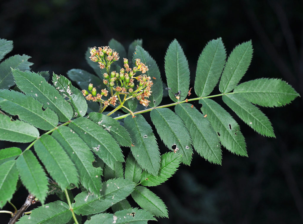 Flora of Eastern Washington Image: Sorbus scopulina 3