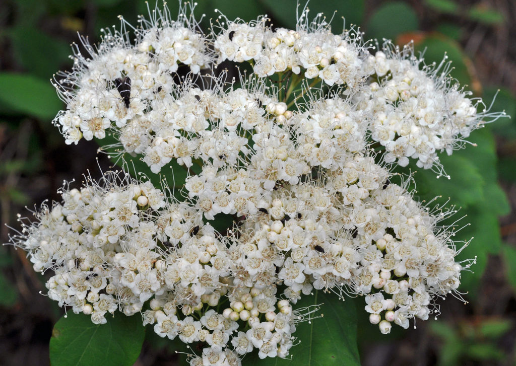Flora of Eastern Washington Image: Spiraea lucida full flower view