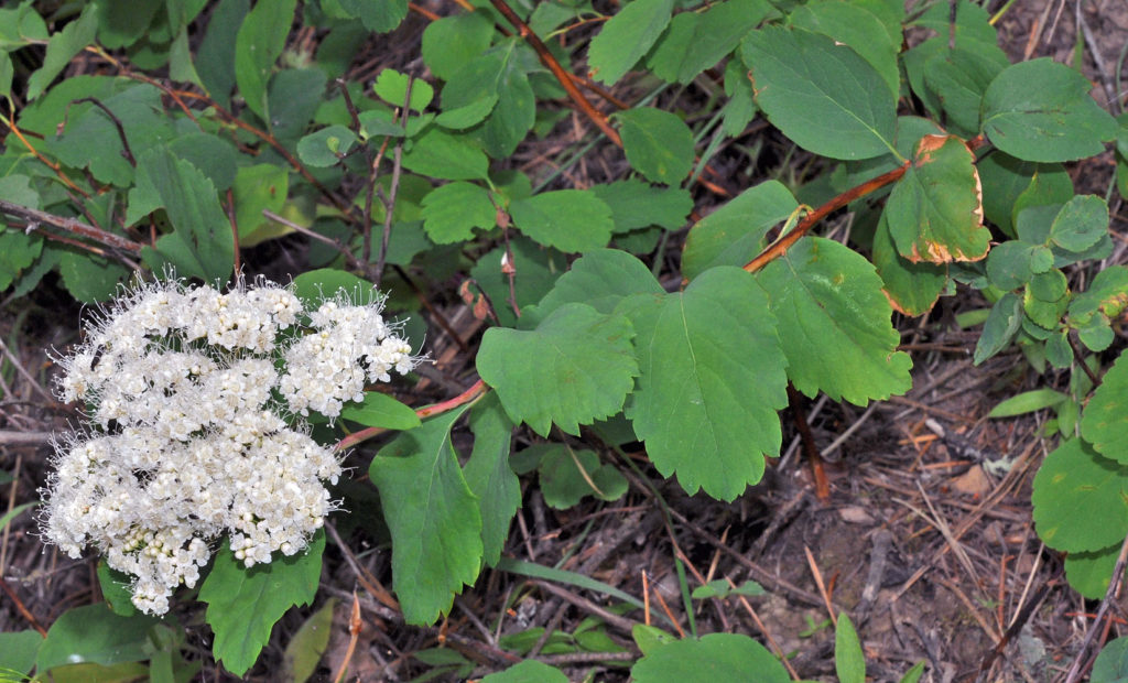 Flora of Eastern Washington Image: Spiraea lucida leaves
