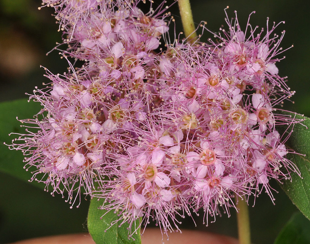Flora of Eastern Washington Image: Spiraea douglasii zoomed in on flowers