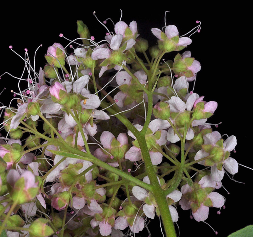 Flora of Eastern Washington Image: Spiraea Xpyramidata underside of plant