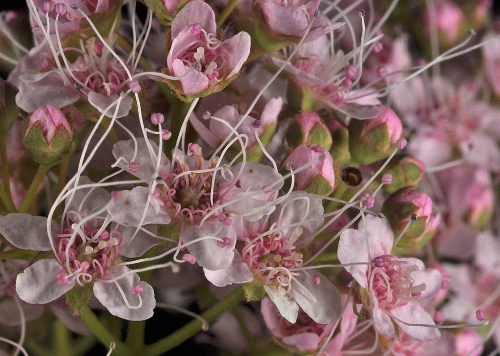 Flora of Eastern Washington Image: Spiraea Xpyramidata flowers many sprouted