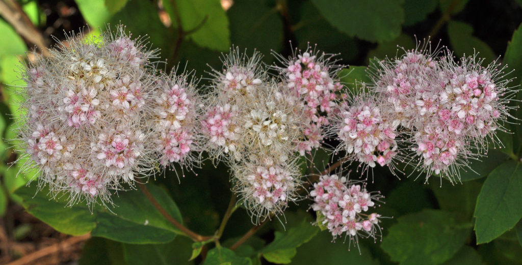 Flora of Eastern Washington Image: Spiraea Xpyramidata many flowers