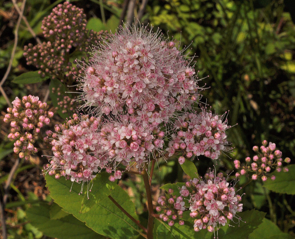 Flora of Eastern Washington Image: Spiraea Xpyramidata bloomed