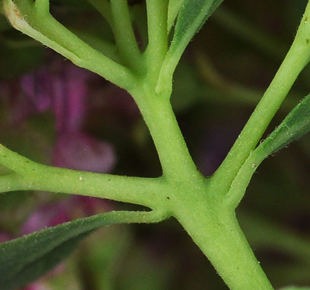 Flora of Eastern Washington Image: Spiraea splendens stem