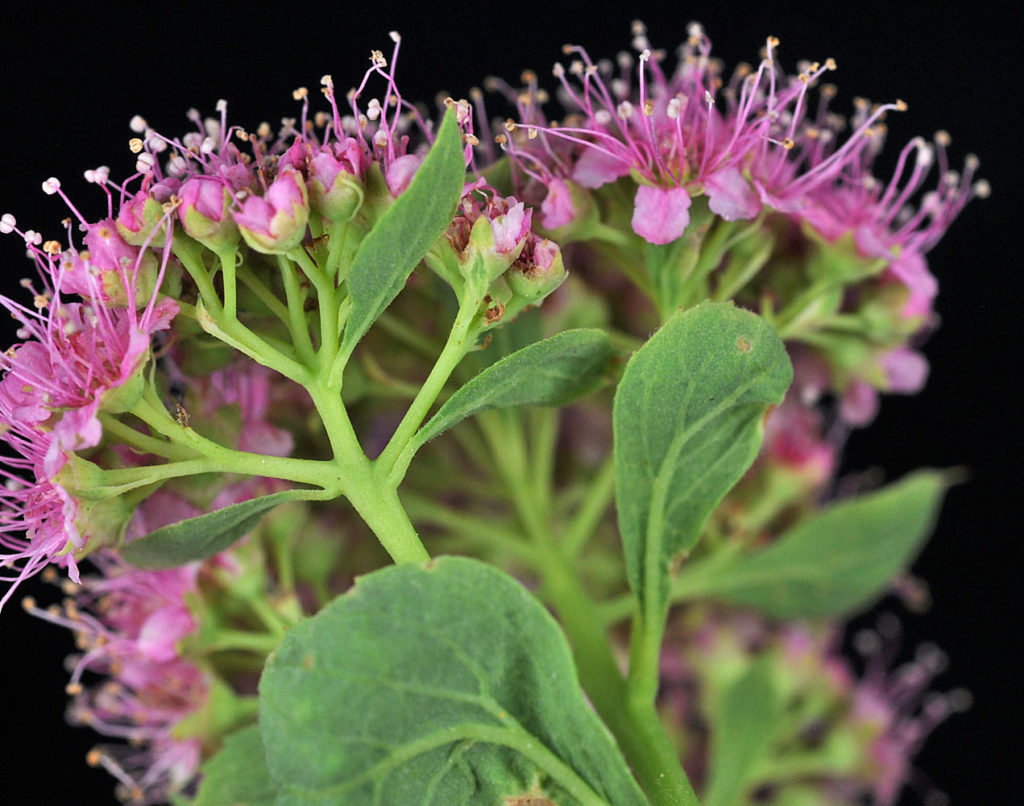 Flora of Eastern Washington Image: Spiraea densiflora underside of stem and leaves