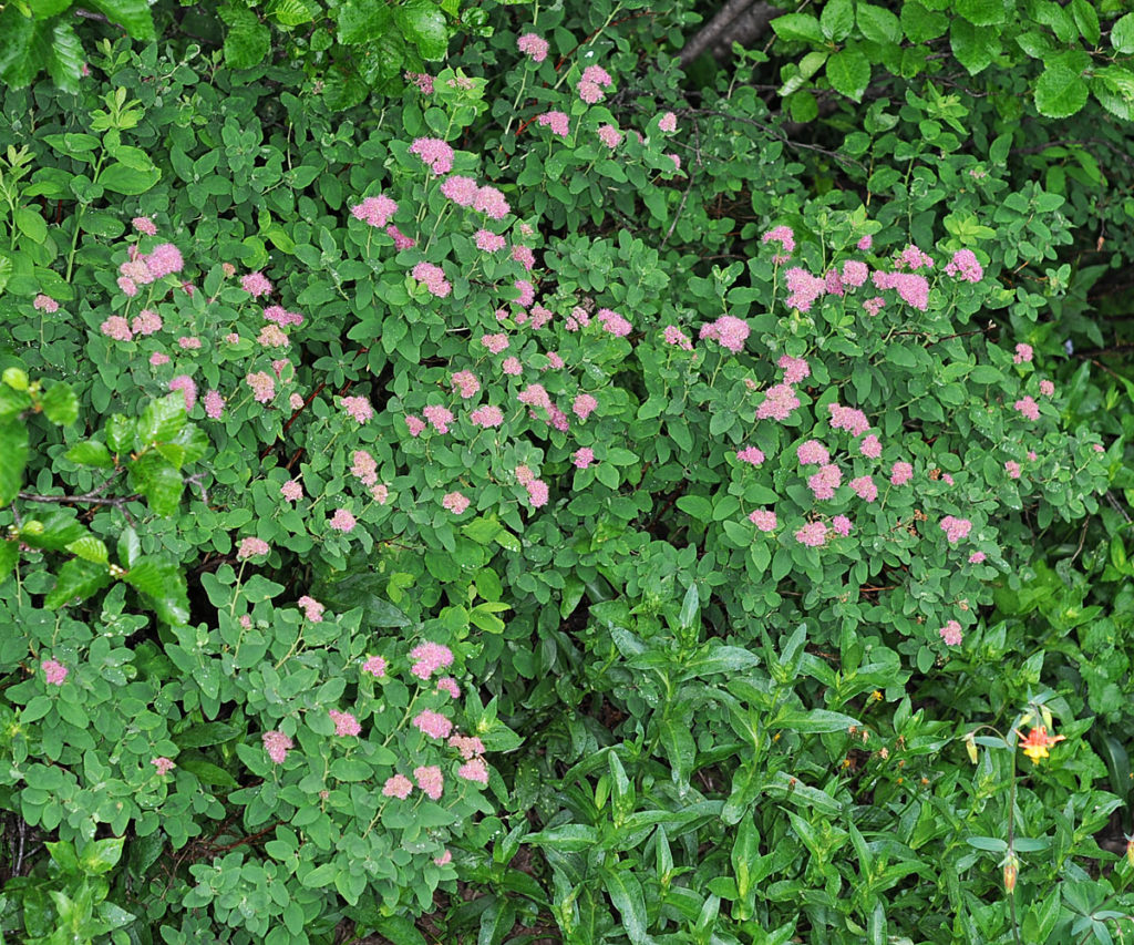 Flora of Eastern Washington Image: Spiraea densiflora full plant in nature zoomed out