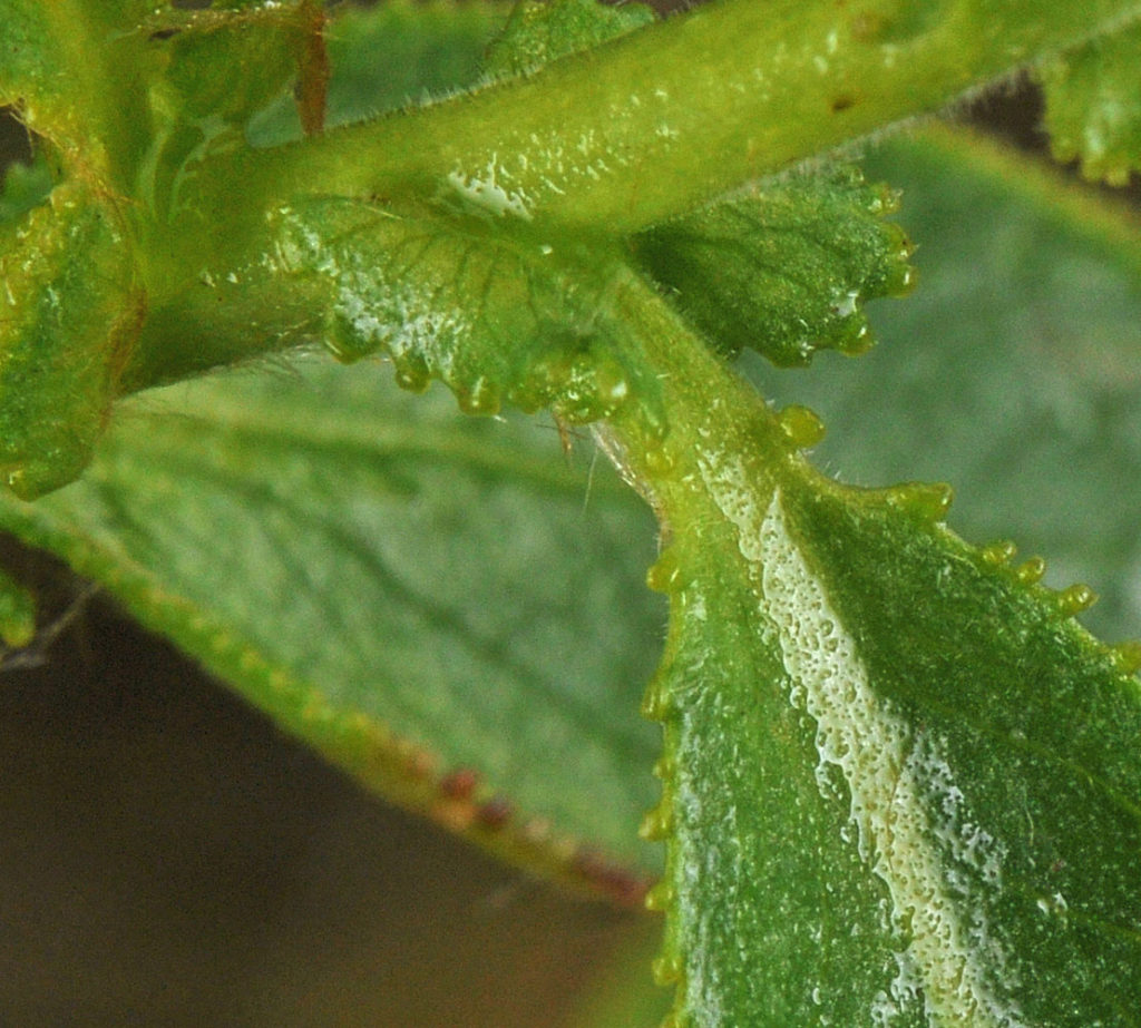 Flora of Eastern Washington Image: Salix lasiandra 5
