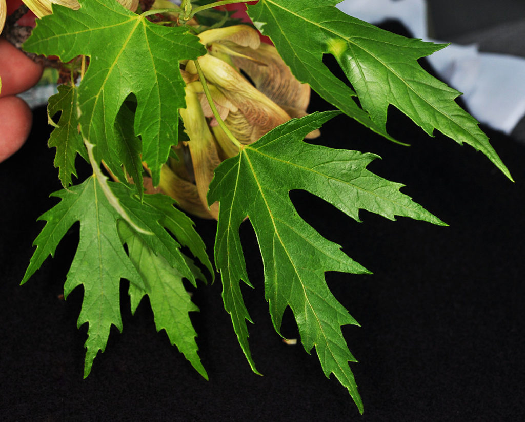 Photo of Veronica officinalis leaves