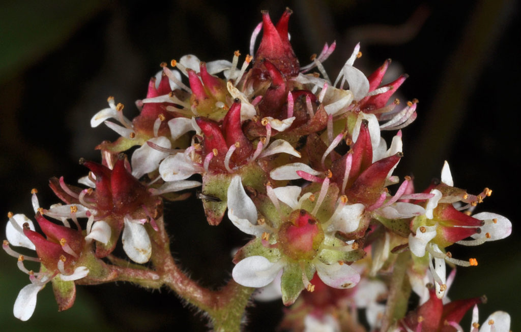 Flora of Eastern Washington Image: Micranthes occidentalis 31