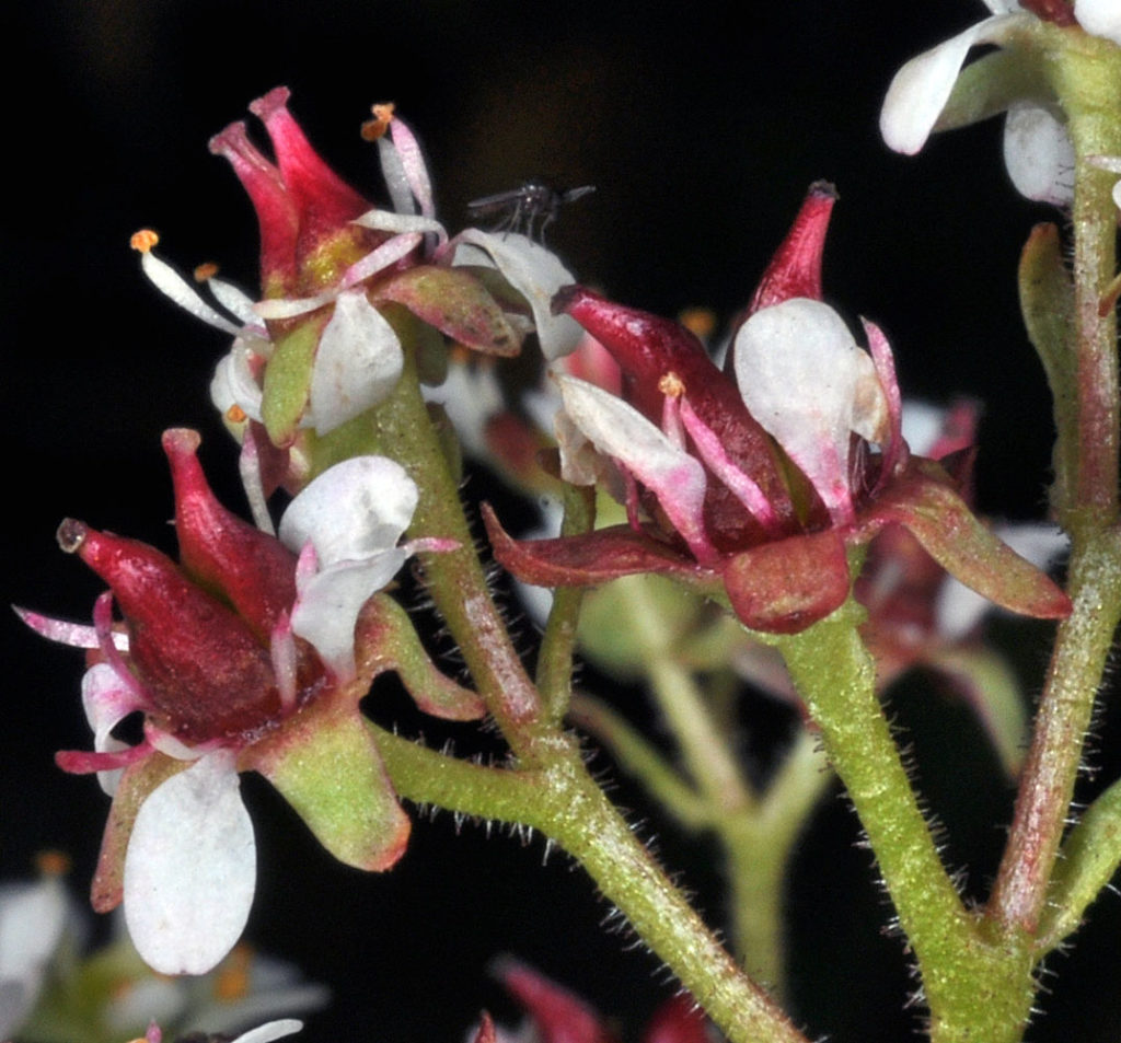 Flora of Eastern Washington Image: Micranthes occidentalis 29