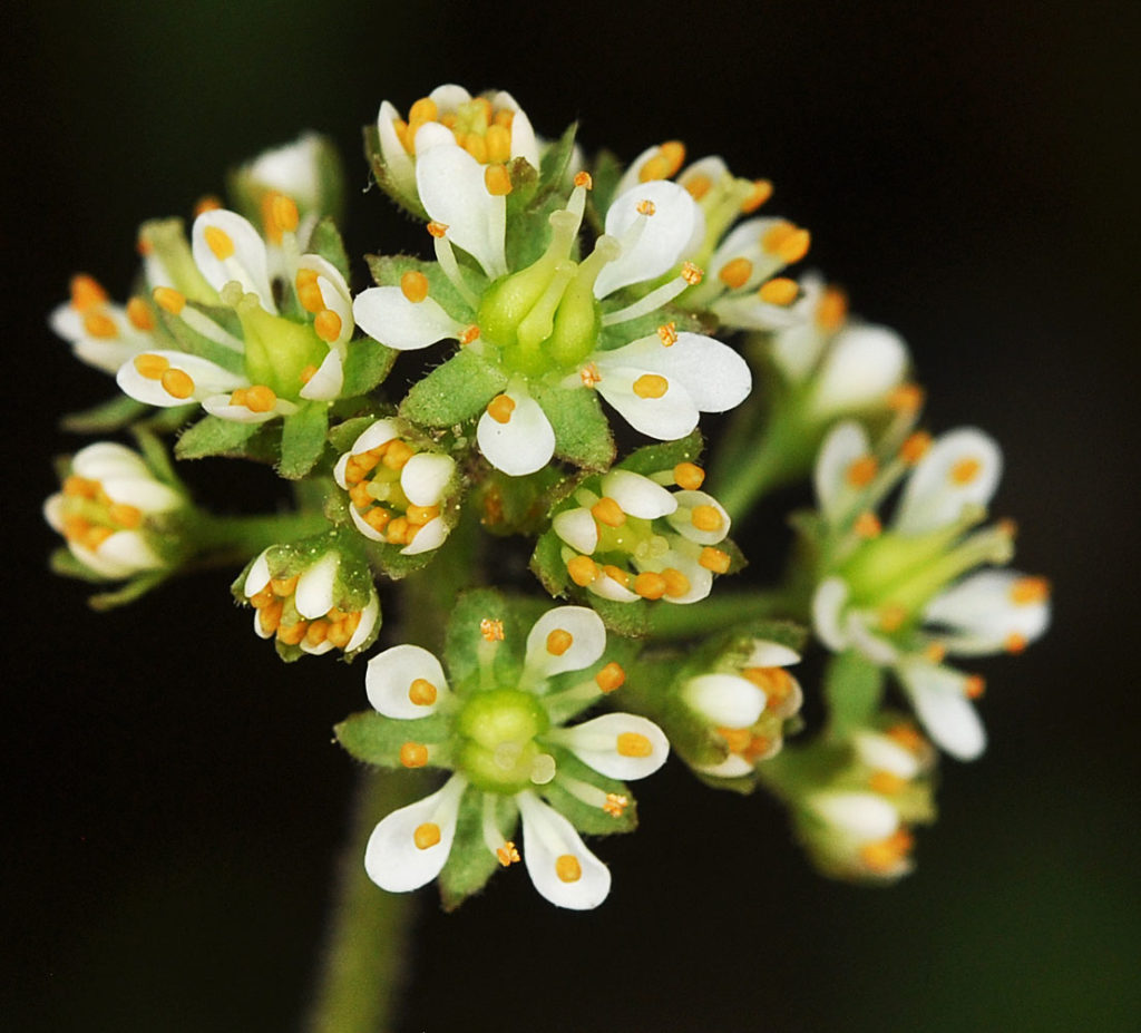 Flora of Eastern Washington Image: Micranthes occidentalis 17