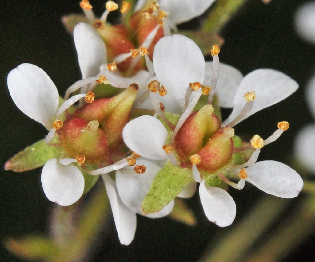 Flora of Eastern Washington Image: Micranthes occidentalis 16