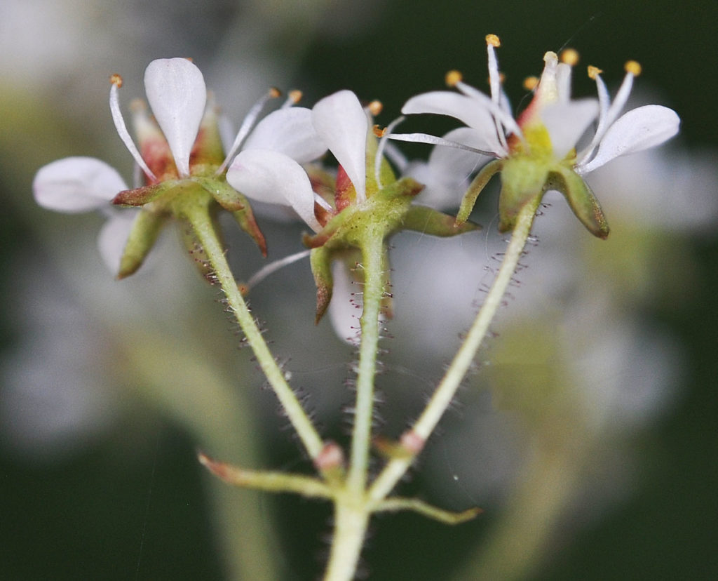 Flora of Eastern Washington Image: Micranthes occidentalis 14