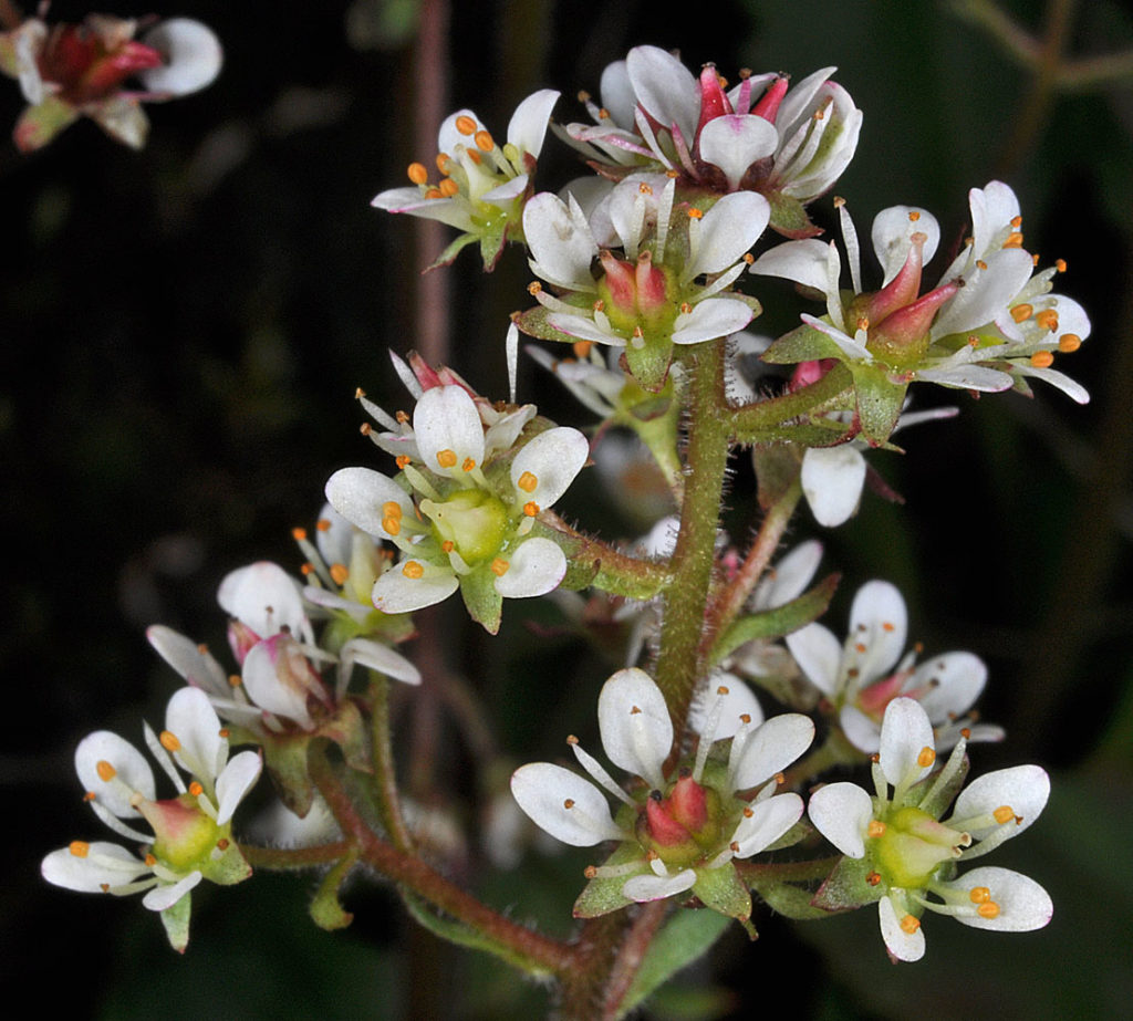 Flora of Eastern Washington Image: Micranthes occidentalis 28