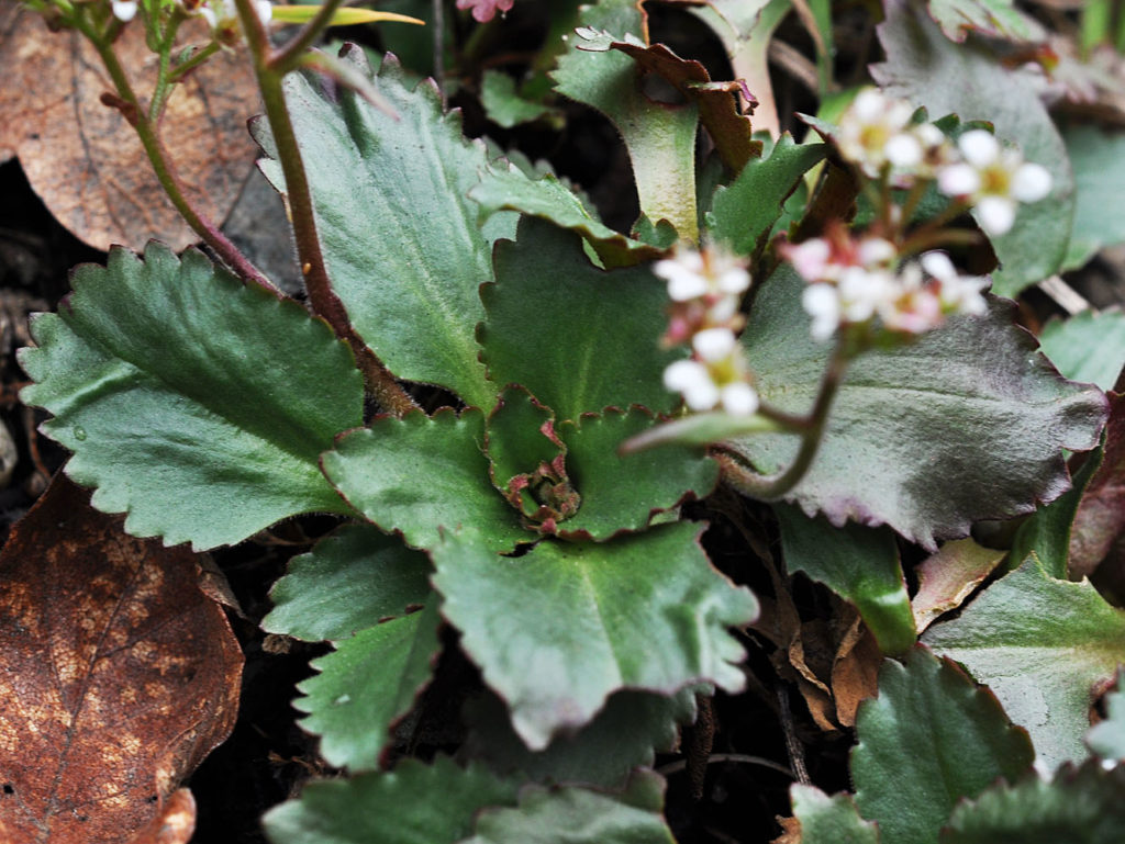 Flora of Eastern Washington Image: Micranthes occidentalis 3