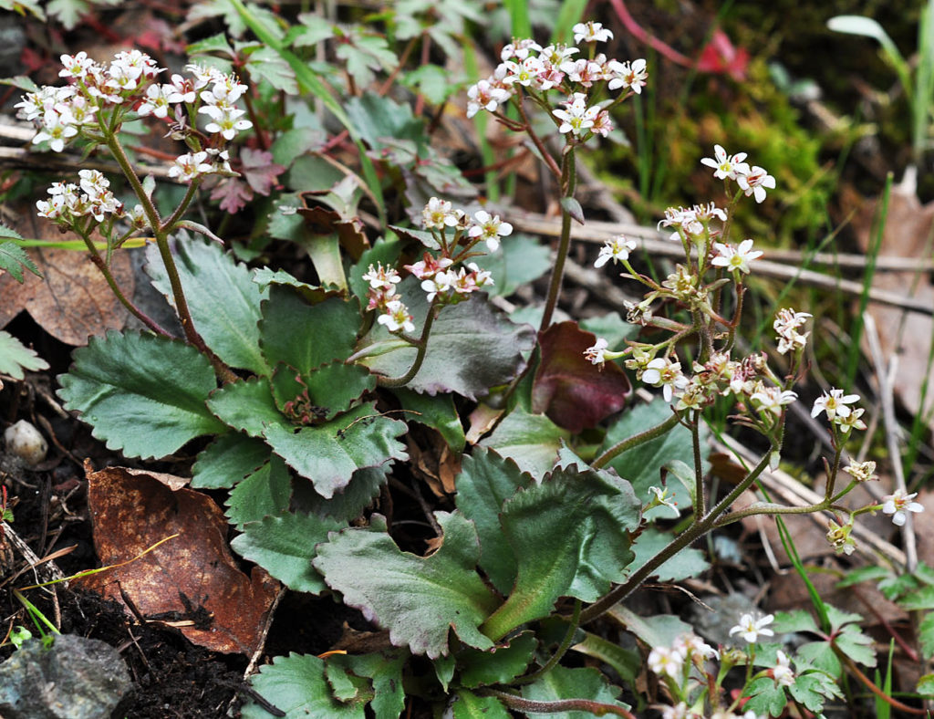 Flora of Eastern Washington Image: Micranthes occidentalis