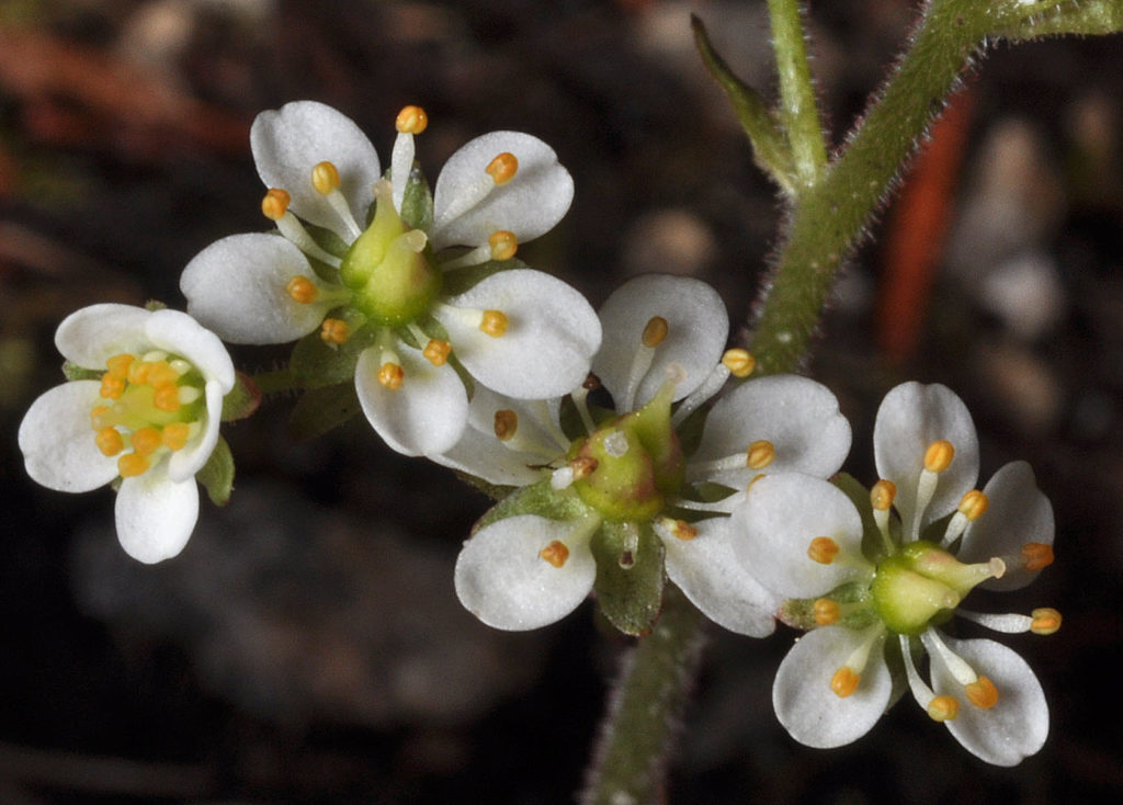 Flora of Eastern Washington Image: Micranthes occidentalis 23