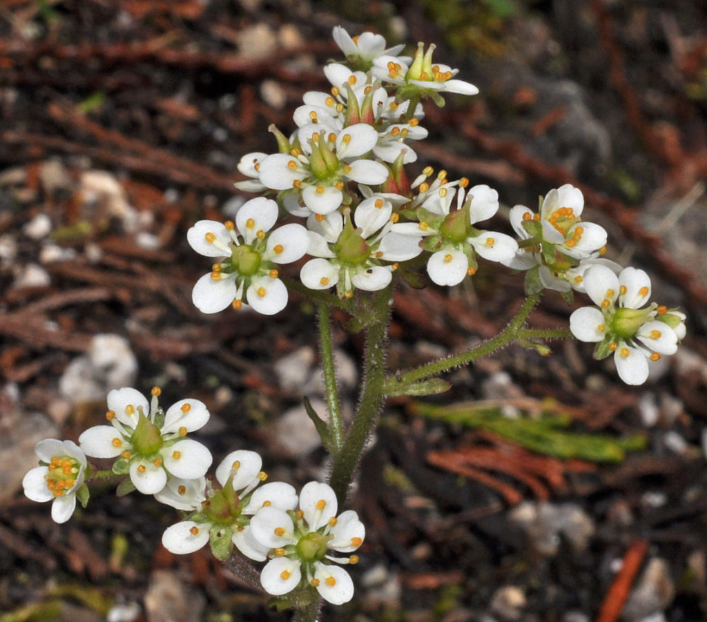 Flora of Eastern Washington Image: Micranthes occidentalis 22