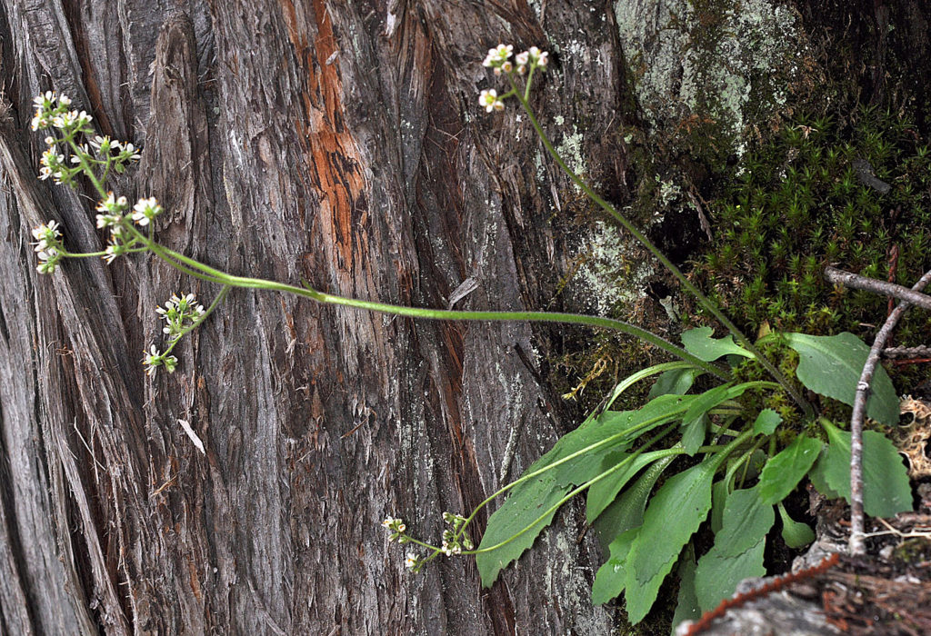 Flora of Eastern Washington Image: Micranthes occidentalis 19