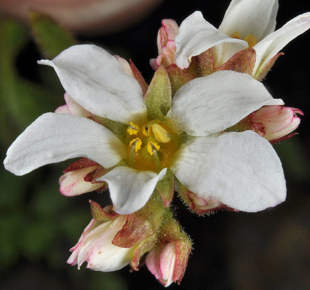 Flora of Eastern Washington Image: Suksdorfia ranunculifolia flower top view
