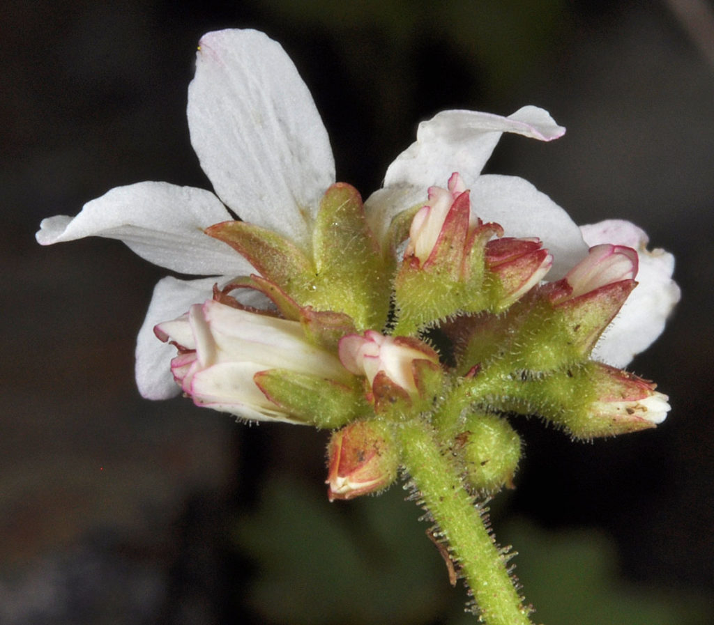Flora of Eastern Washington Image: Suksdorfia ranunculifolia flower and bulb underside