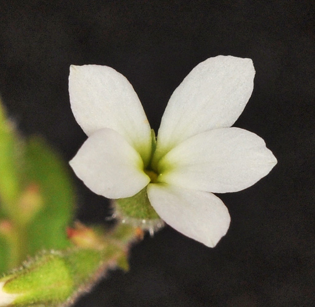 Flora of Eastern Washington Image: Suksdorfia violacea flower bloomed top down