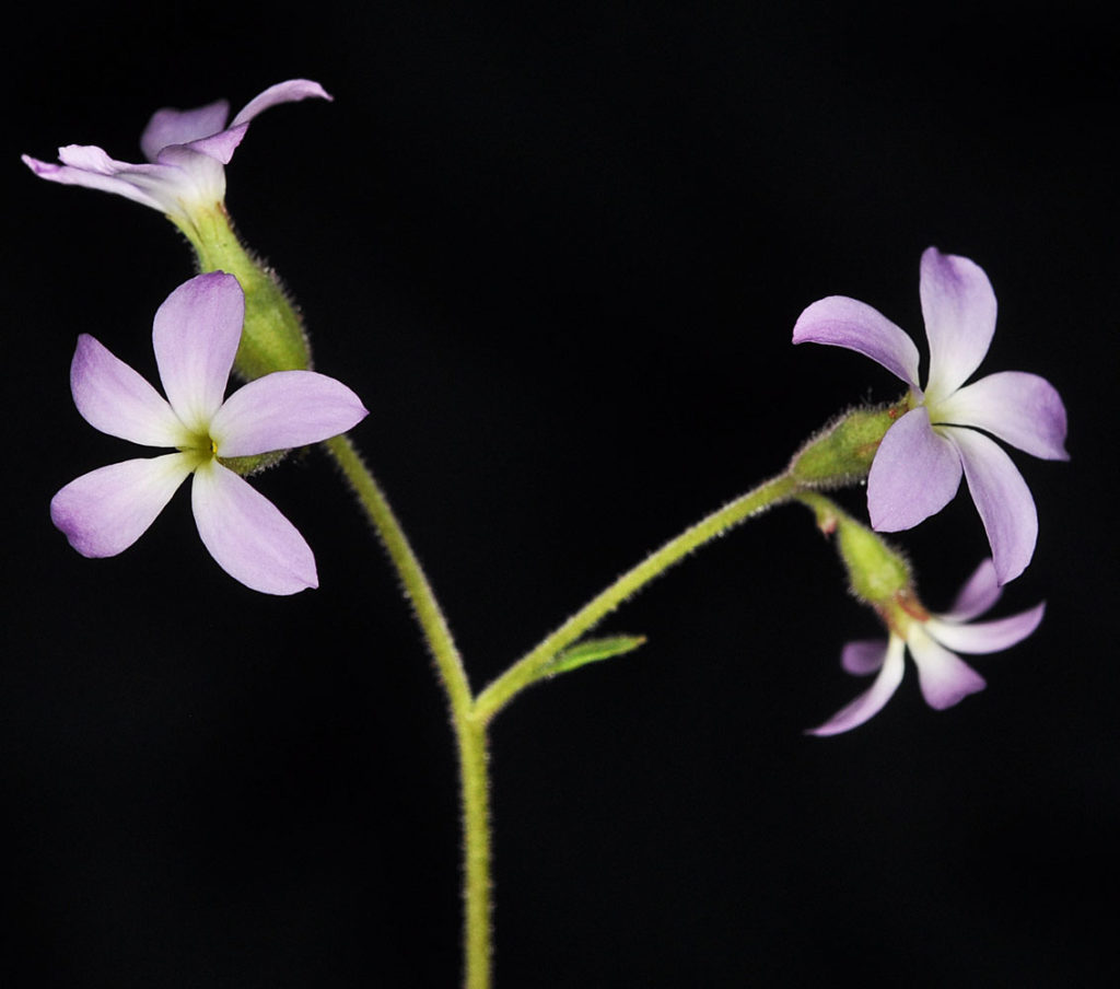 Flora of Eastern Washington Image: Suksdorfia violacea split stem with flowers