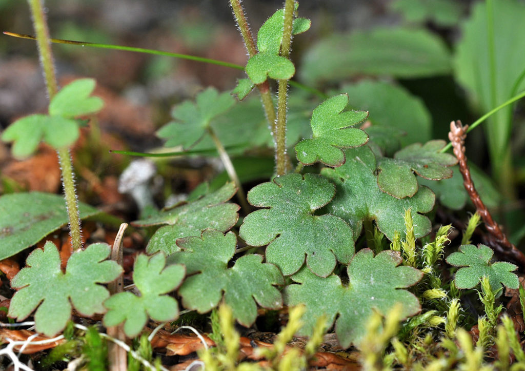 Flora of Eastern Washington Image: Suksdorfia violacea stem and leaves in nature