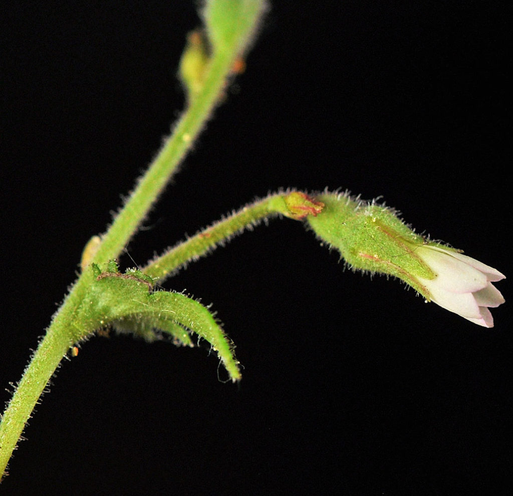 Flora of Eastern Washington Image: Suksdorfia violacea stem and flower bud