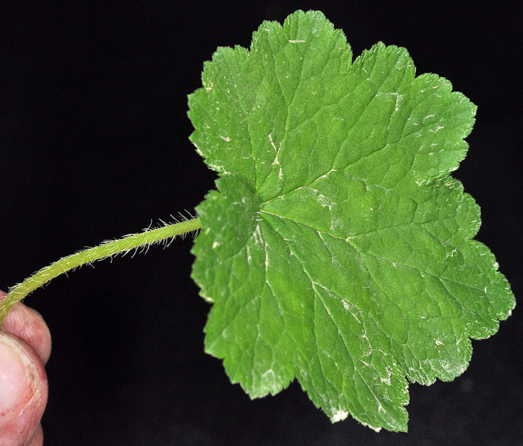Flora of Eastern Washington Image: Tellima grandiflora single leafe and stem
