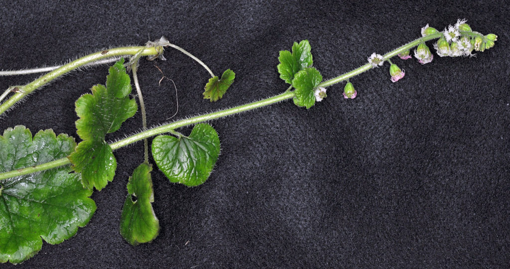Flora of Eastern Washington Image: Tellima grandiflora stem and leaf in lab